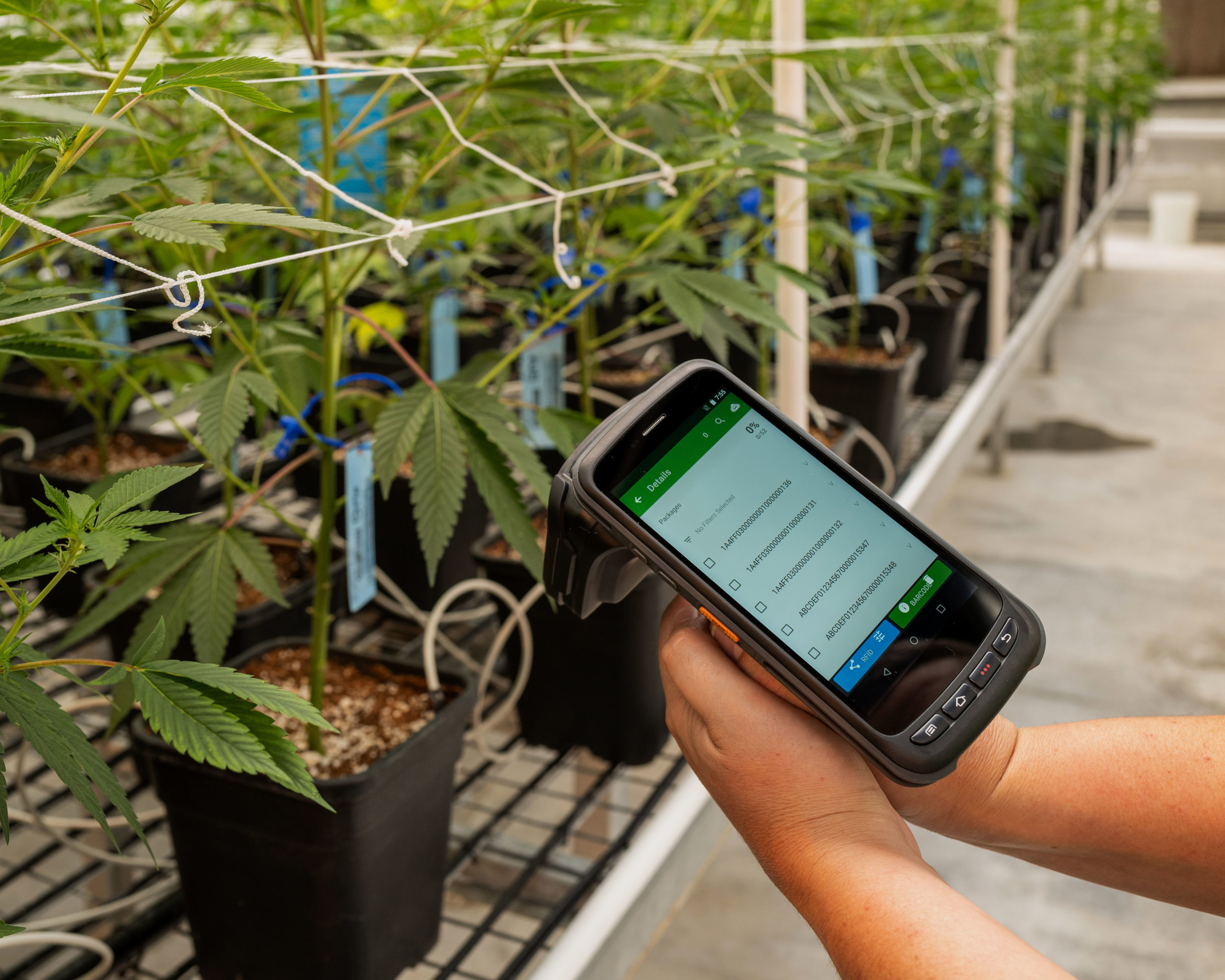 A worker using an RFID scanning device in a cannabis greenhouse