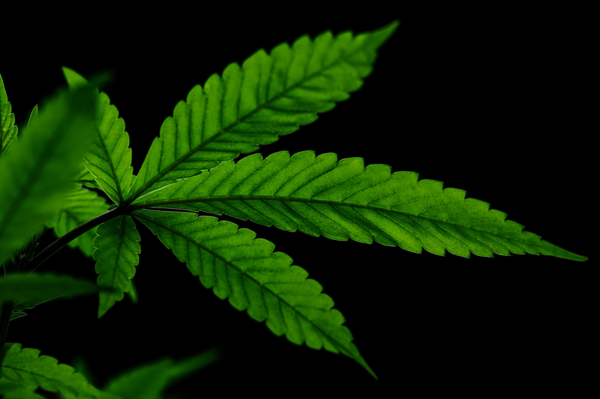 Metrc Helping Cannabis Regulation Work For Everyone 