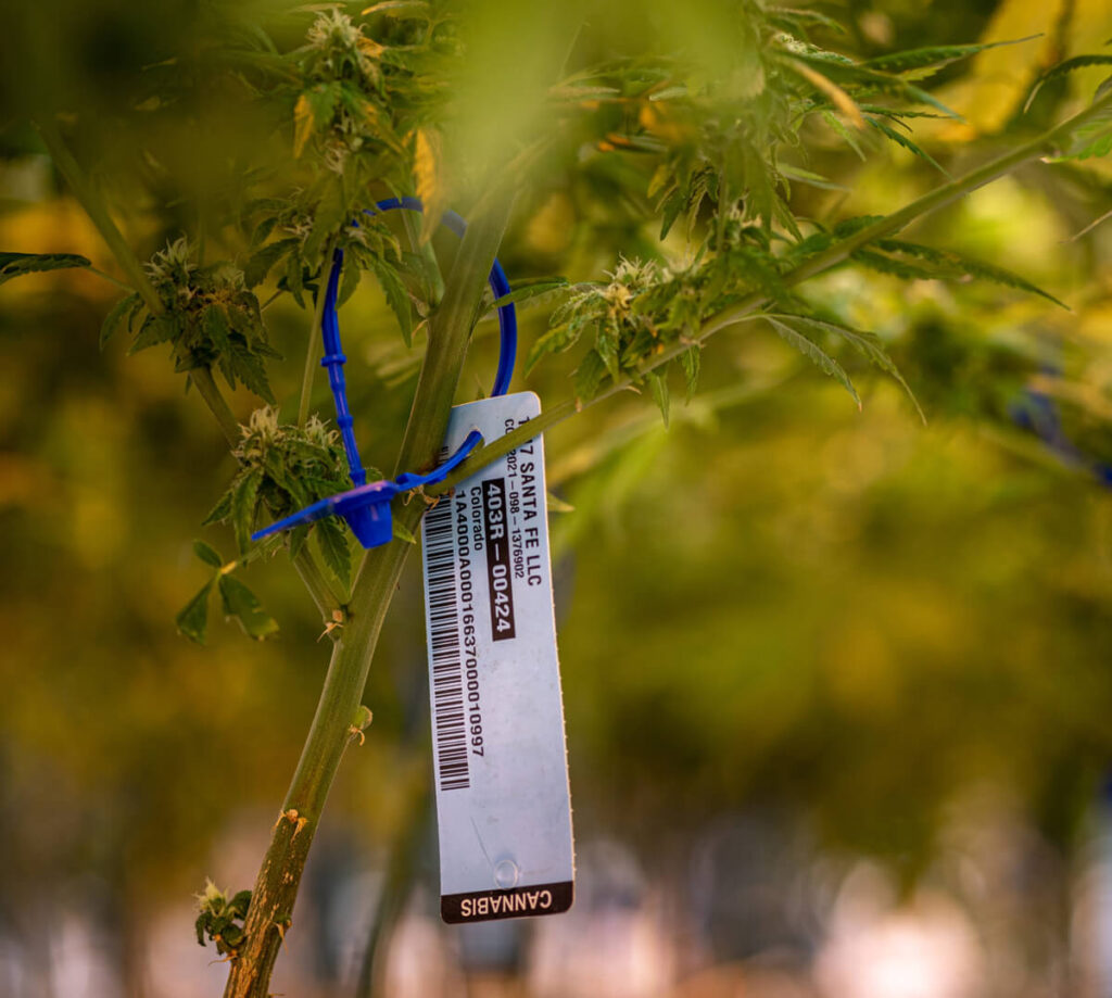 RFID Tag on a Cannabis Plant
