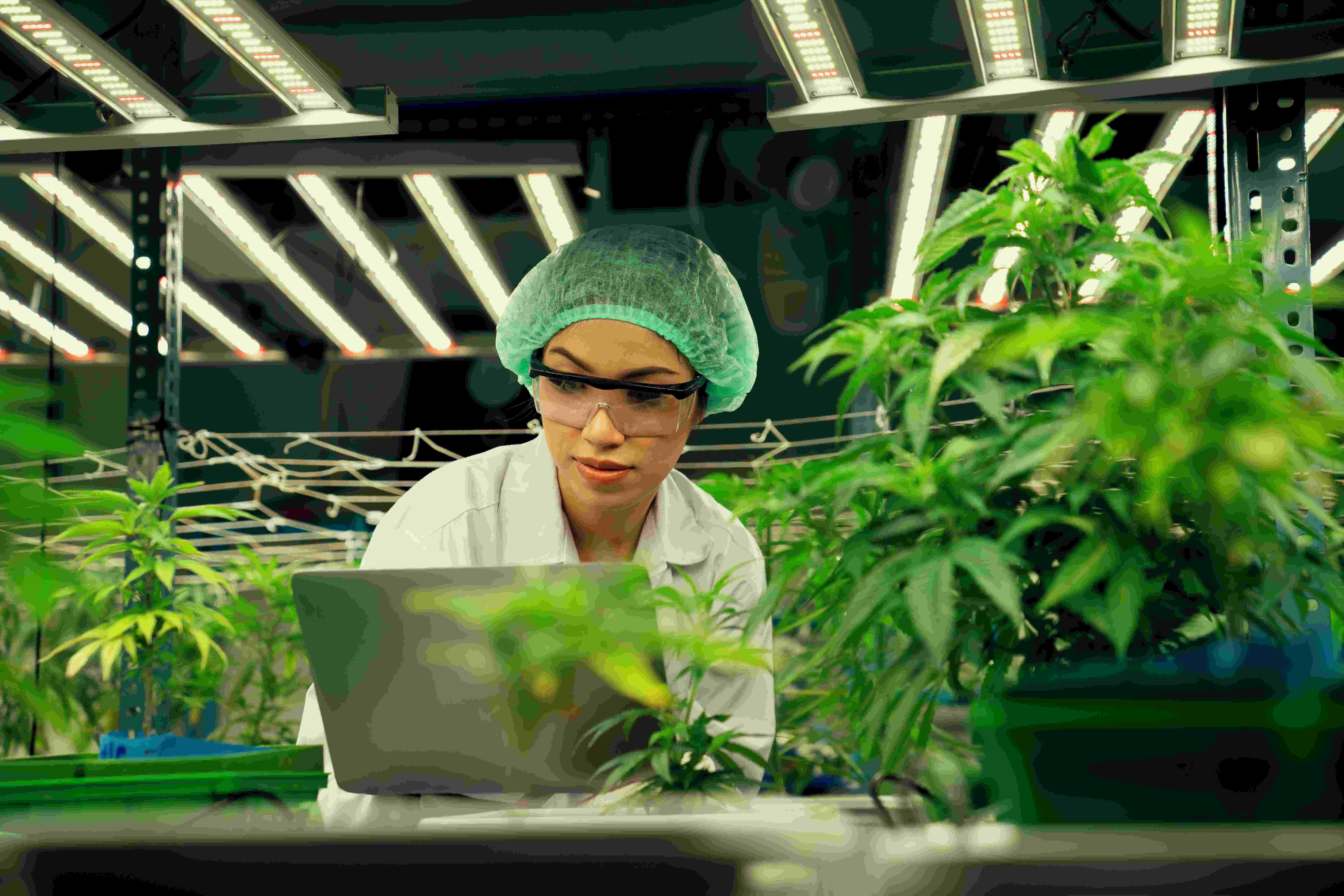 What is cannabis traceability?